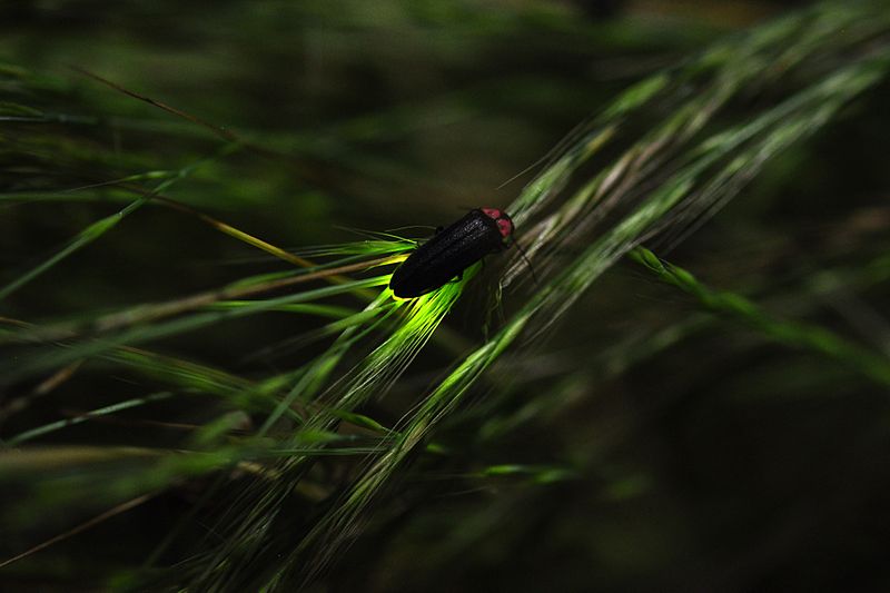 Firefly glowing - image by ホタル_蛍_Hotaru - Wilkimedia