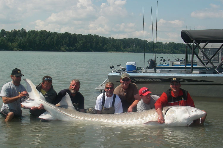 Canadian sturgeon in the Frazer River 2-12-2015