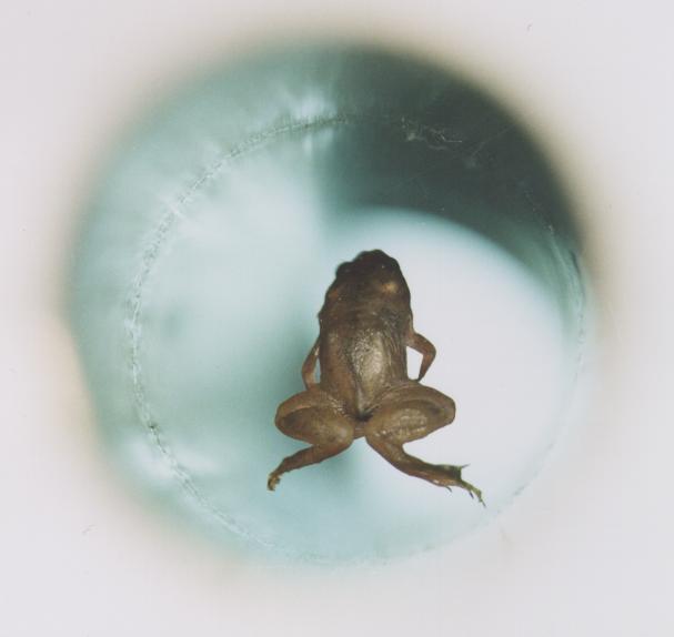Frog floating by Diamagnetic Levitation - Wikimedia